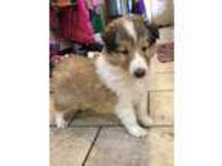 Collie Puppy for sale in Fairbank, IA, USA