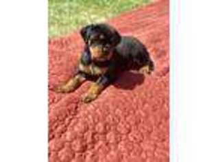Rottweiler Puppy for sale in Salinas, CA, USA