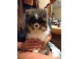 Pomeranian Puppy for sale in MAYWOOD, NE, USA