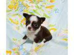 Chihuahua Puppy for sale in Columbia, SC, USA