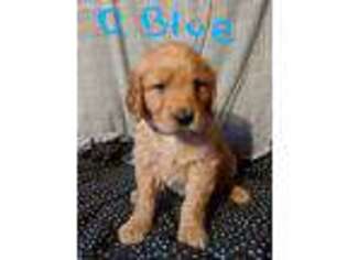 Goldendoodle Puppy for sale in Silverton, OR, USA