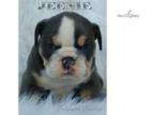 Bulldog Puppy for sale in Hinesville, GA, USA