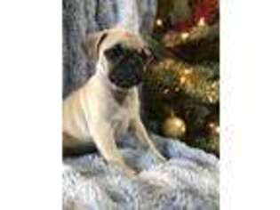 Pug Puppy for sale in Indian Trail, NC, USA