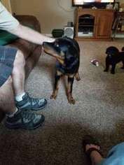 Rottweiler Puppy for sale in Evansville, IN, USA