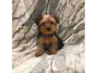 Yorkshire Terrier Puppy for sale in Mount Carmel, PA, USA