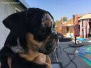 Bulldog Puppy for sale in Grover Beach, CA, USA