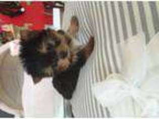 Yorkshire Terrier Puppy for sale in DENVER, TN, USA