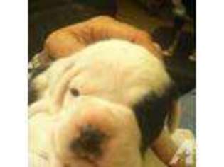 Olde English Bulldogge Puppy for sale in WARNER ROBINS, GA, USA