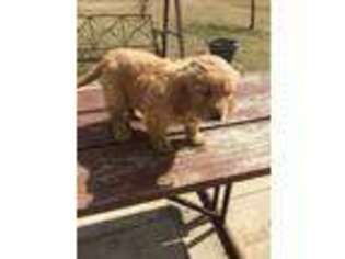 Golden Retriever Puppy for sale in Fort Recovery, OH, USA