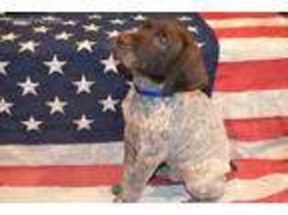 German Shorthaired Pointer Puppy for sale in Vacaville, CA, USA