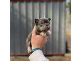 French Bulldog Puppy for sale in Woodworth, LA, USA