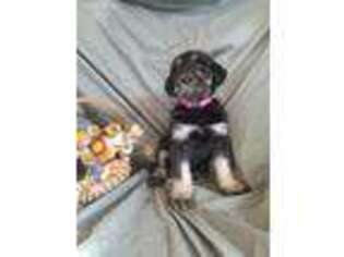 Mutt Puppy for sale in Warden, WA, USA