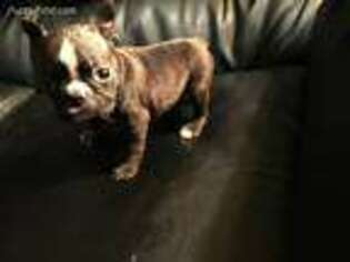 Boston Terrier Puppy for sale in Mendota, IL, USA