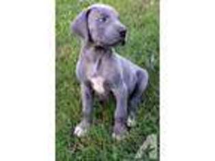 Great Dane Puppy for sale in FARMINGTON, AR, USA