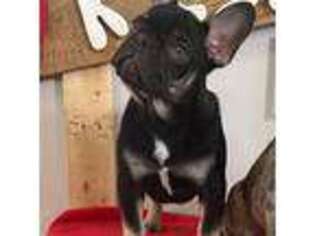 French Bulldog Puppy for sale in Arlington, TN, USA