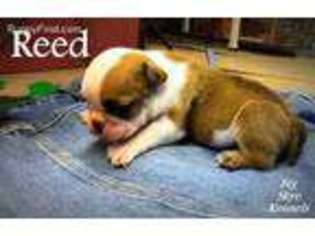Bulldog Puppy for sale in Cordell, OK, USA