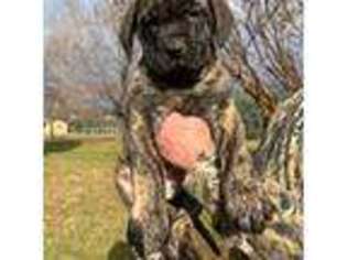 Mastiff Puppy for sale in New Park, PA, USA