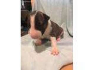 Bull Terrier Puppy for sale in Cottage Grove, OR, USA