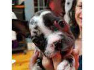 French Bulldog Puppy for sale in Piedmont, OK, USA