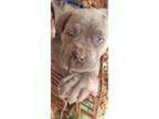 Neapolitan Mastiff Puppy for sale in Mount Dora, FL, USA