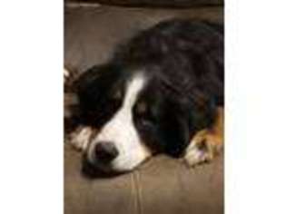 Bernese Mountain Dog Puppy for sale in Claremont, NH, USA