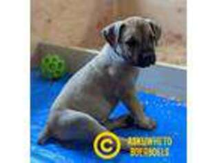 Boerboel Puppy for sale in Lakebay, WA, USA