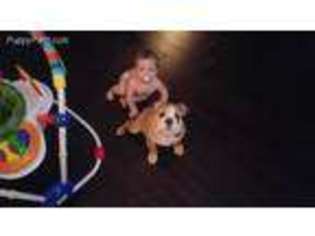Bulldog Puppy for sale in Daphne, AL, USA