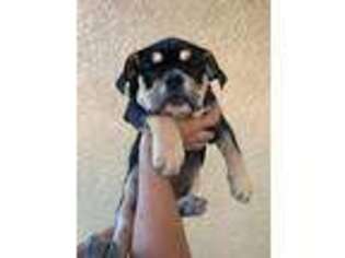 Bulldog Puppy for sale in El Paso, TX, USA