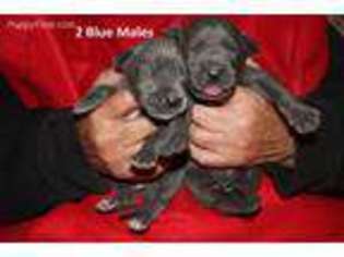 Great Dane Puppy for sale in Wilmington, NC, USA