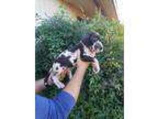 Great Dane Puppy for sale in Odessa, TX, USA