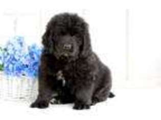 Newfoundland Puppy for sale in Christiana, PA, USA