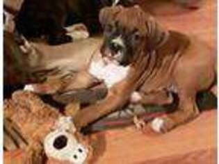 Boxer Puppy for sale in East Meredith, NY, USA