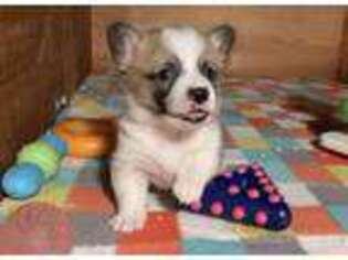 Pembroke Welsh Corgi Puppy for sale in Hollister, CA, USA