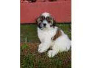 Mal-Shi Puppy for sale in Dover, OH, USA