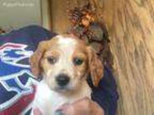 Brittany Puppy for sale in Milford, IA, USA