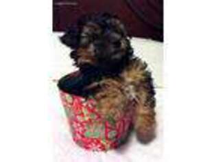 Yorkshire Terrier Puppy for sale in Germantown, MD, USA
