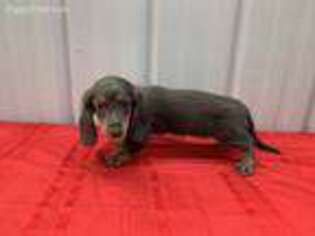 Dachshund Puppy for sale in Saint James, MO, USA