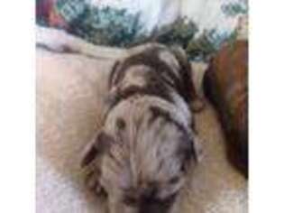 Mutt Puppy for sale in Arlington, KS, USA