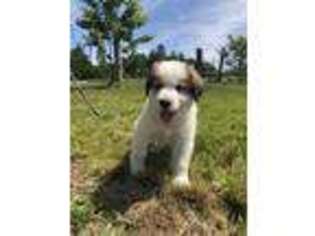 Great Pyrenees Puppy for sale in Palmer, MA, USA