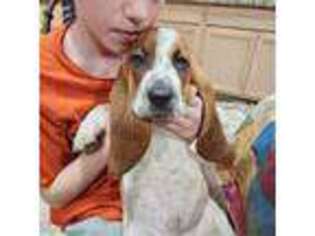 Basset Hound Puppy for sale in New Port Richey, FL, USA