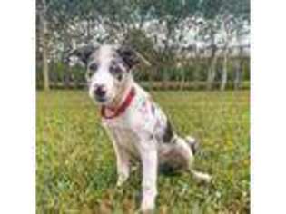 Border Collie Puppy for sale in Fort Lauderdale, FL, USA