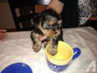 Yorkshire Terrier Puppy for sale in OREGON CITY, OR, USA