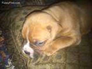 Boxer Puppy for sale in Hampton, VA, USA