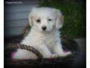 Cavachon Puppy for sale in Honey Grove, PA, USA