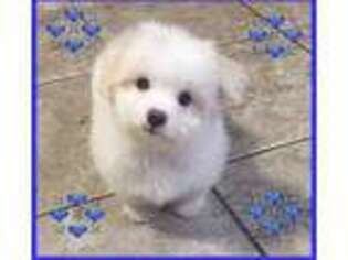 Maltipom Puppy for sale in Columbia, SC, USA