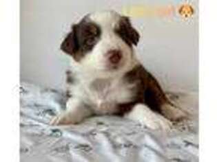 Australian Shepherd Puppy for sale in Miami, FL, USA