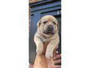 Cane Corso Puppy for sale in Madison Heights, MI, USA