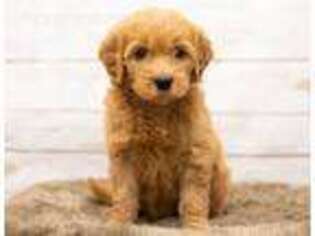 Goldendoodle Puppy for sale in Free Union, VA, USA