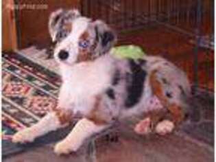 Miniature Australian Shepherd Puppy for sale in Seminole, OK, USA