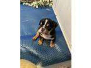 Bulldog Puppy for sale in Lemon Grove, CA, USA